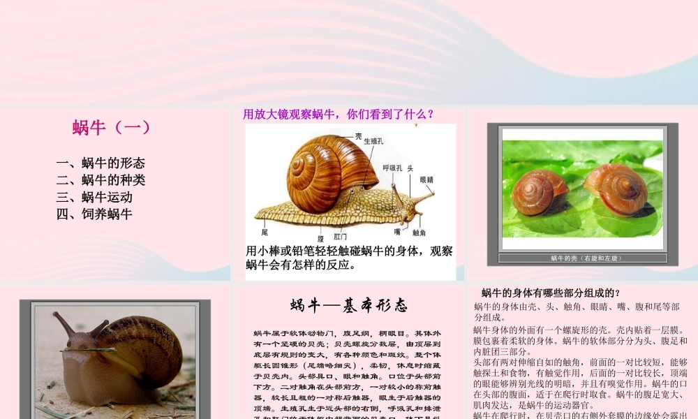 三年级科学上册 2.2《蜗牛一》课件（2） 教科版-教科版小学三年级上册自然科学课件
