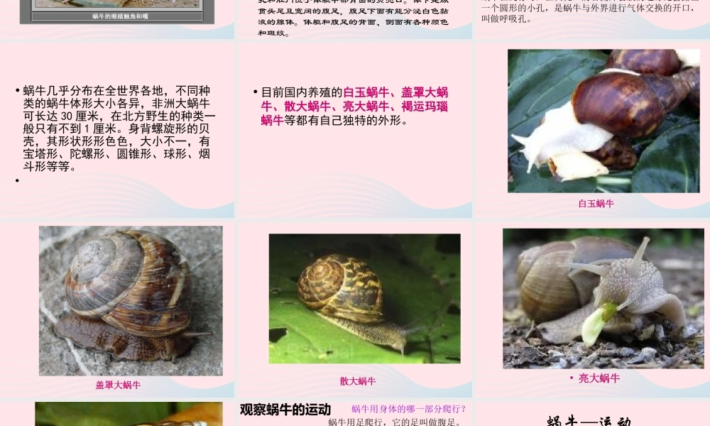 三年级科学上册 2.2《蜗牛一》课件（2） 教科版-教科版小学三年级上册自然科学课件