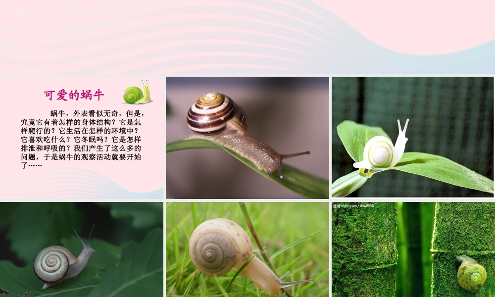 三年级科学上册 2.2《蜗牛一》课件（3） 教科版-教科版小学三年级上册自然科学课件