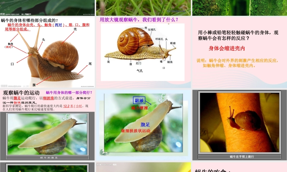 三年级科学上册 2.2《蜗牛一》课件（3） 教科版-教科版小学三年级上册自然科学课件