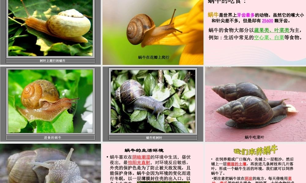 三年级科学上册 2.2《蜗牛一》课件（3） 教科版-教科版小学三年级上册自然科学课件