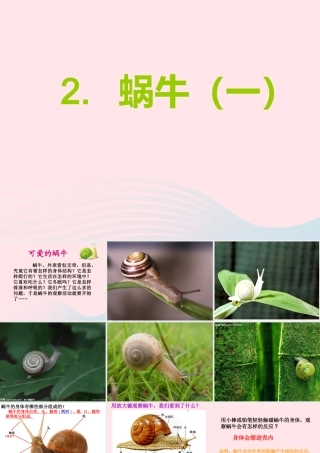 三年级科学上册 2.2《蜗牛一》课件（3） 教科版-教科版小学三年级上册自然科学课件