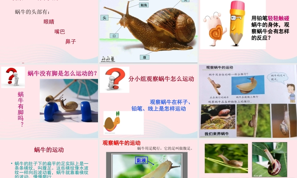 三年级科学上册 2.2《蜗牛一》课件（4） 教科版-教科版小学三年级上册自然科学课件