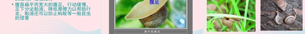 三年级科学上册 2.2《蜗牛一》课件（4） 教科版-教科版小学三年级上册自然科学课件