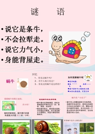 三年级科学上册 2.2《蜗牛一》课件（4） 教科版-教科版小学三年级上册自然科学课件