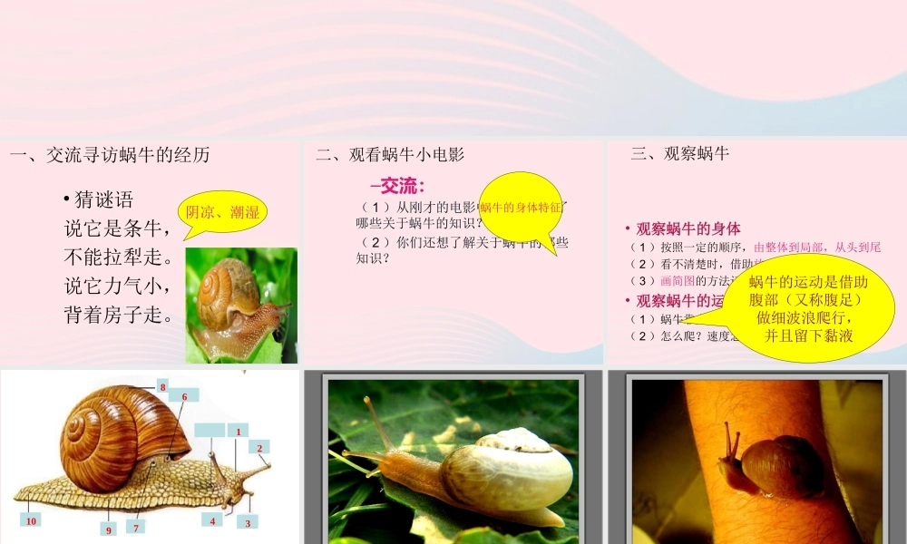 三年级科学上册 2.2《蜗牛一》课件（5） 教科版-教科版小学三年级上册自然科学课件