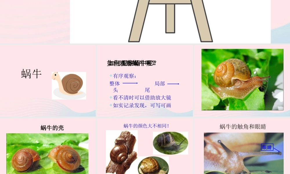 三年级科学上册 2.2《蜗牛一》课件（6） 教科版-教科版小学三年级上册自然科学课件
