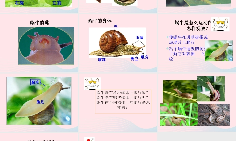 三年级科学上册 2.2《蜗牛一》课件（6） 教科版-教科版小学三年级上册自然科学课件