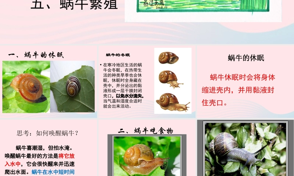 三年级科学上册 2.3《蜗牛二》课件（1） 教科版-教科版小学三年级上册自然科学课件