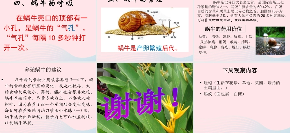 三年级科学上册 2.3《蜗牛二》课件（1） 教科版-教科版小学三年级上册自然科学课件