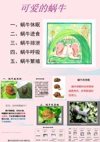 三年级科学上册 2.3《蜗牛二》课件（1） 教科版-教科版小学三年级上册自然科学课件