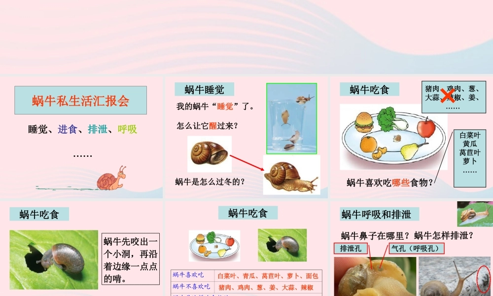 三年级科学上册 2.3《蜗牛二》课件（2） 教科版-教科版小学三年级上册自然科学课件