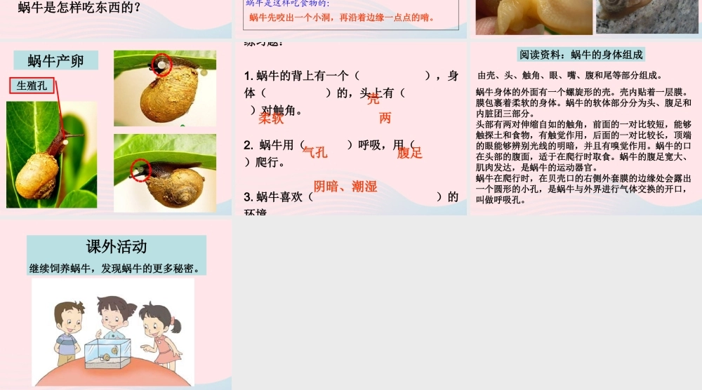 三年级科学上册 2.3《蜗牛二》课件（2） 教科版-教科版小学三年级上册自然科学课件