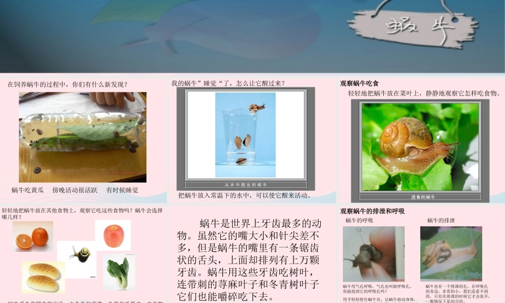 三年级科学上册 2.3《蜗牛二》课件（3） 教科版-教科版小学三年级上册自然科学课件