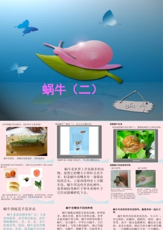 三年级科学上册 2.3《蜗牛二》课件（3） 教科版-教科版小学三年级上册自然科学课件
