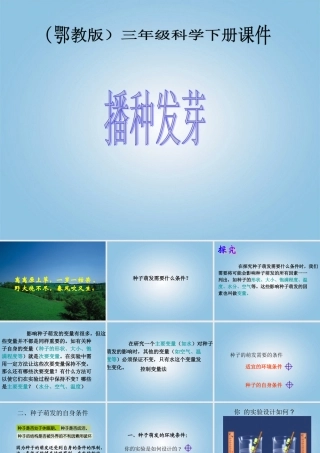 三年级科学下册 播种发芽4课件 鄂教版