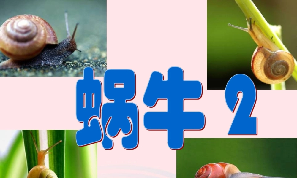 三年级科学上册 2.3《蜗牛二》课件（4） 教科版-教科版小学三年级上册自然科学课件