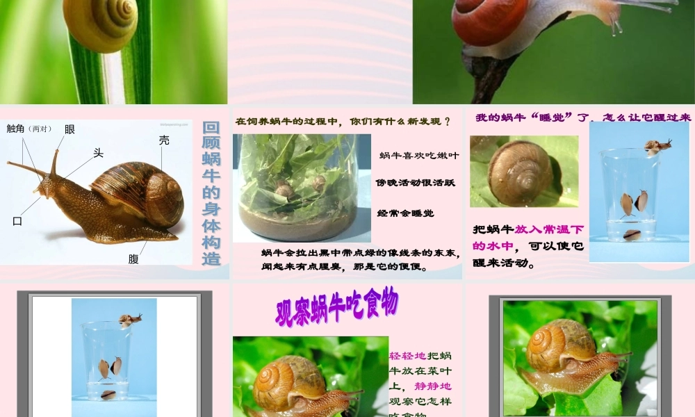 三年级科学上册 2.3《蜗牛二》课件（4） 教科版-教科版小学三年级上册自然科学课件