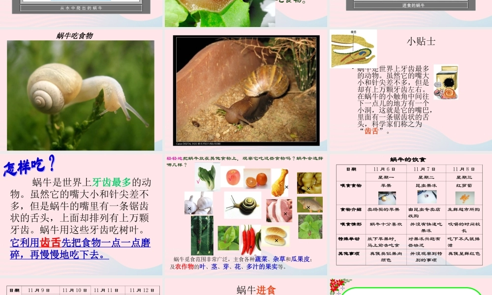 三年级科学上册 2.3《蜗牛二》课件（4） 教科版-教科版小学三年级上册自然科学课件