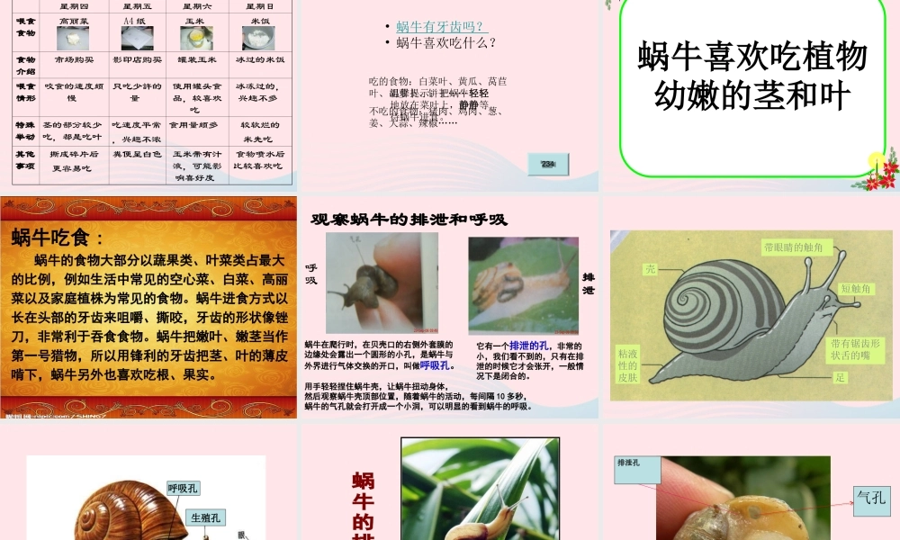 三年级科学上册 2.3《蜗牛二》课件（4） 教科版-教科版小学三年级上册自然科学课件