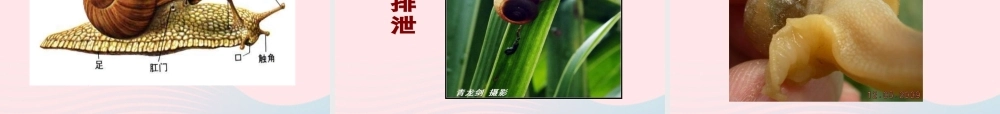 三年级科学上册 2.3《蜗牛二》课件（4） 教科版-教科版小学三年级上册自然科学课件