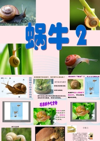 三年级科学上册 2.3《蜗牛二》课件（4） 教科版-教科版小学三年级上册自然科学课件