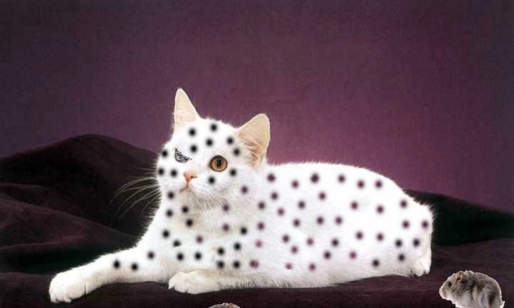 一年级语文下册 识字二 2《猫和老鼠》课件3 语文S版-语文S版小学一年级下册语文课件