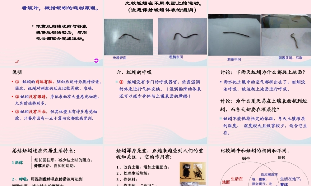 三年级科学上册 2.4《蚯蚓》课件（1） 教科版-教科版小学三年级上册自然科学课件