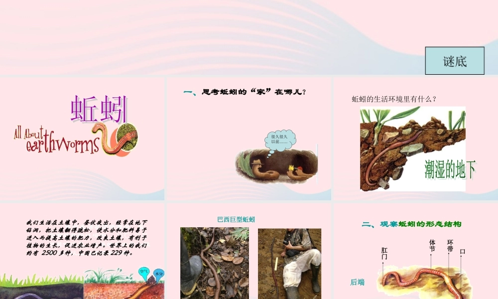 三年级科学上册 2.4《蚯蚓》课件（2） 教科版-教科版小学三年级上册自然科学课件