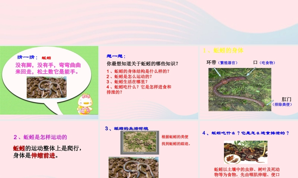 三年级科学上册 2.4《蚯蚓》课件（3） 教科版-教科版小学三年级上册自然科学课件