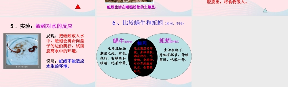 三年级科学上册 2.4《蚯蚓》课件（3） 教科版-教科版小学三年级上册自然科学课件