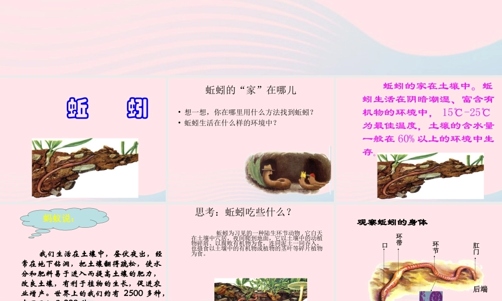 三年级科学上册 2.4《蚯蚓》课件（4） 教科版-教科版小学三年级上册自然科学课件