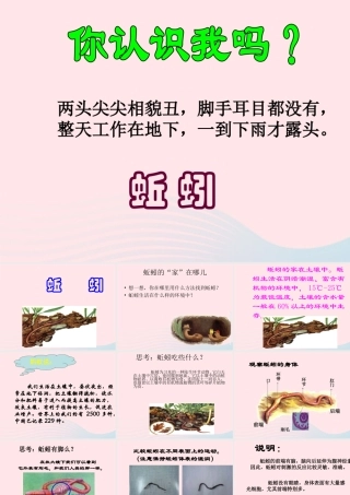 三年级科学上册 2.4《蚯蚓》课件（4） 教科版-教科版小学三年级上册自然科学课件