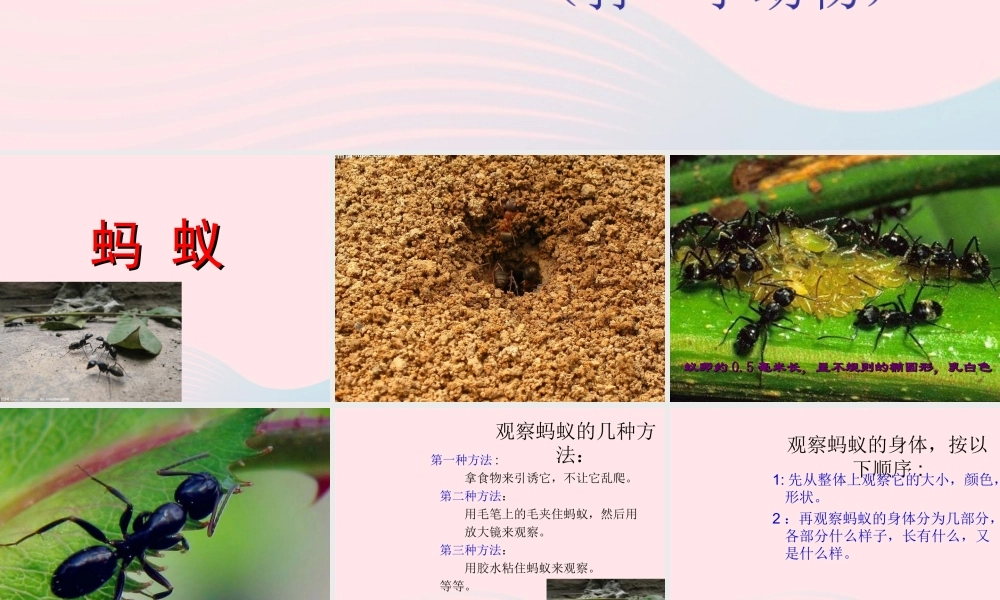 三年级科学上册 2.5《蚂蚁》课件（1） 教科版-教科版小学三年级上册自然科学课件