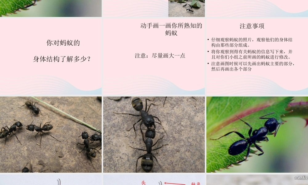 三年级科学上册 2.5《蚂蚁》课件（1） 教科版-教科版小学三年级上册自然科学课件