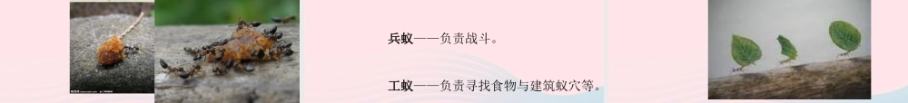 三年级科学上册 2.5《蚂蚁》课件（1） 教科版-教科版小学三年级上册自然科学课件