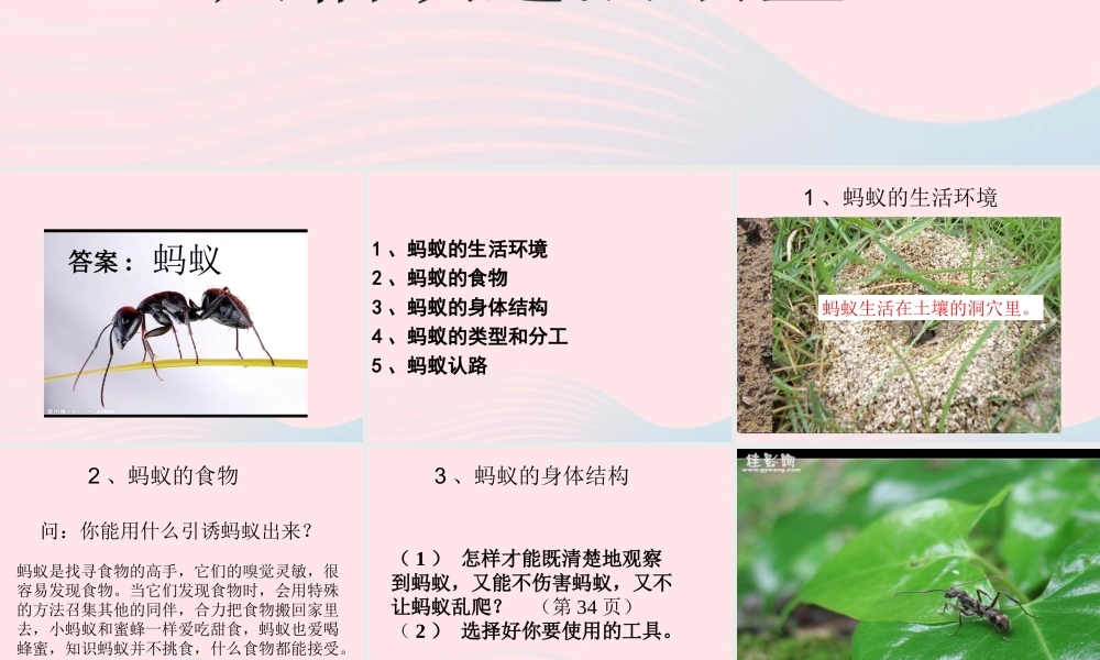 三年级科学上册 2.5《蚂蚁》课件（2） 教科版-教科版小学三年级上册自然科学课件