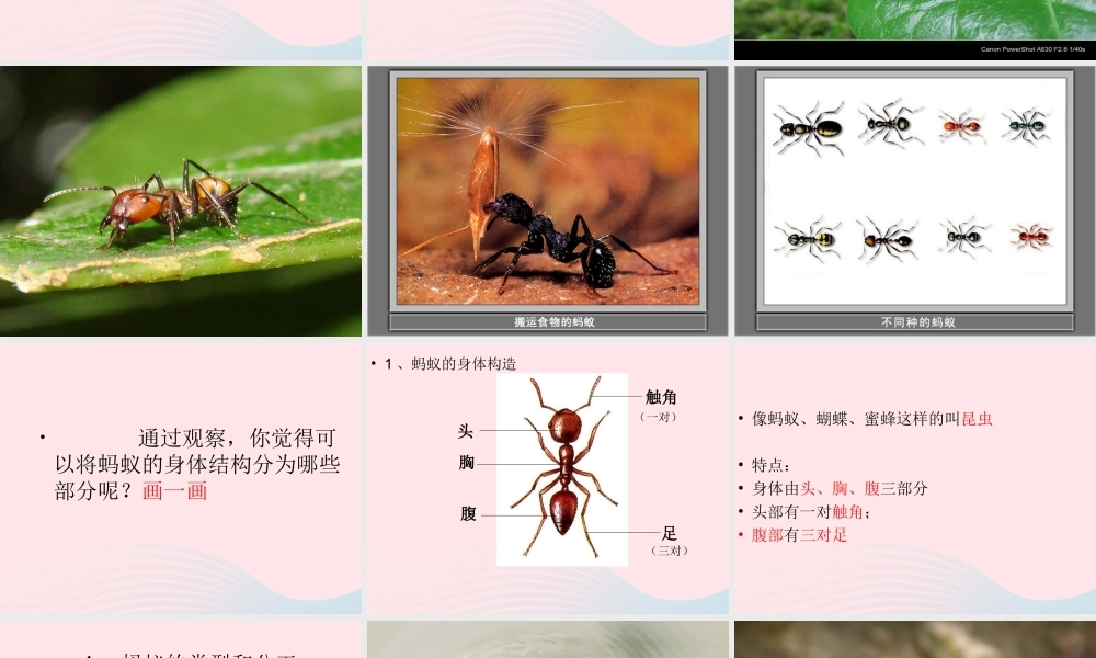 三年级科学上册 2.5《蚂蚁》课件（2） 教科版-教科版小学三年级上册自然科学课件