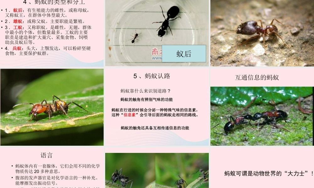 三年级科学上册 2.5《蚂蚁》课件（2） 教科版-教科版小学三年级上册自然科学课件