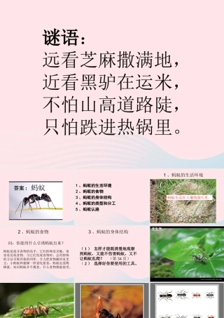 三年级科学上册 2.5《蚂蚁》课件（2） 教科版-教科版小学三年级上册自然科学课件