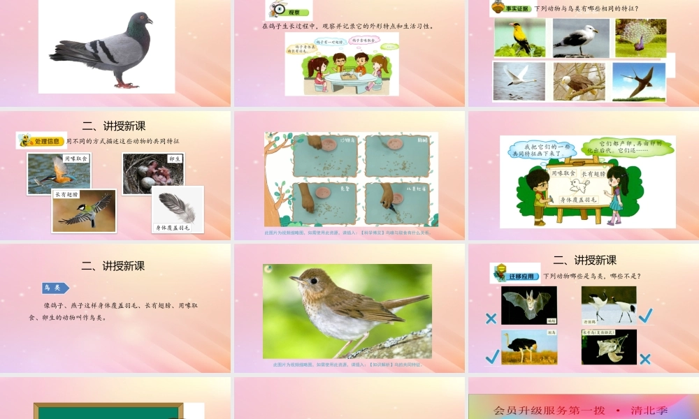 三年级科学上册 第二单元 动物的特征 2 鸟类的特征课件 大象版-大象版小学三年级上册自然科学课件