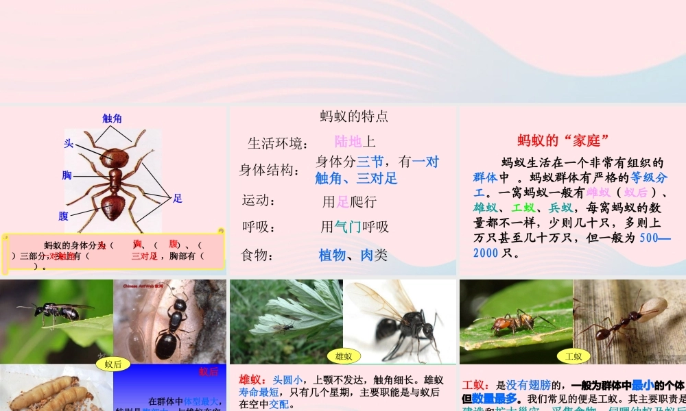 三年级科学上册 2.5《蚂蚁》课件（3） 教科版-教科版小学三年级上册自然科学课件