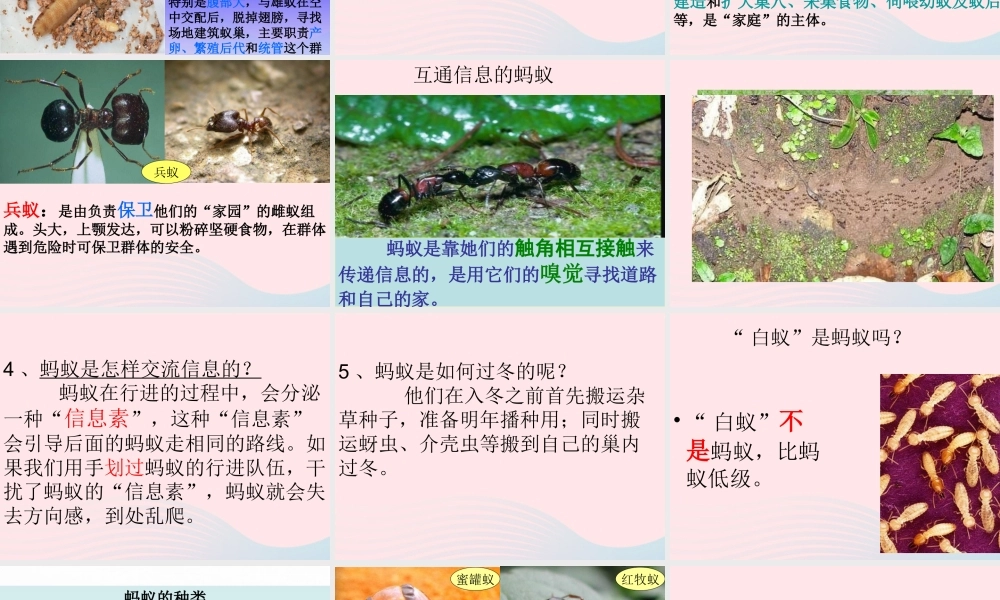 三年级科学上册 2.5《蚂蚁》课件（3） 教科版-教科版小学三年级上册自然科学课件