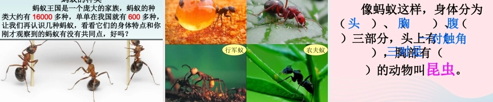 三年级科学上册 2.5《蚂蚁》课件（3） 教科版-教科版小学三年级上册自然科学课件