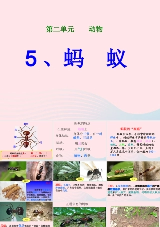 三年级科学上册 2.5《蚂蚁》课件（3） 教科版-教科版小学三年级上册自然科学课件