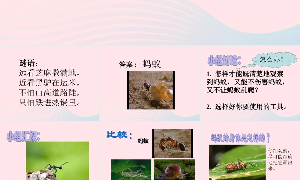 三年级科学上册 2.5《蚂蚁》课件（4） 教科版-教科版小学三年级上册自然科学课件