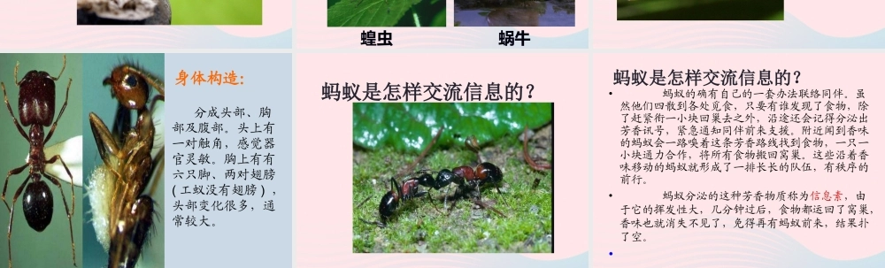 三年级科学上册 2.5《蚂蚁》课件（4） 教科版-教科版小学三年级上册自然科学课件