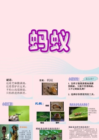 三年级科学上册 2.5《蚂蚁》课件（4） 教科版-教科版小学三年级上册自然科学课件