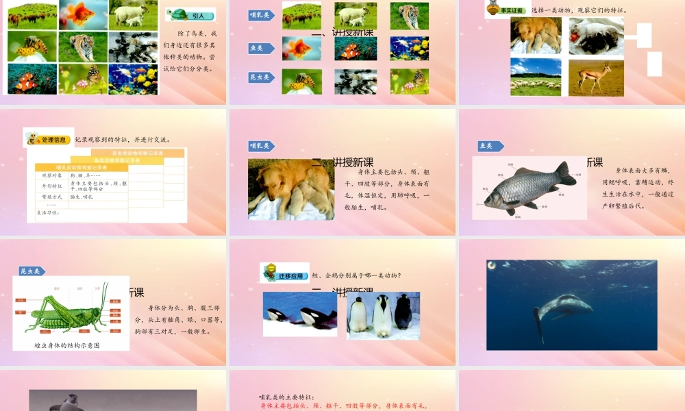 三年级科学上册 第二单元 动物的特征 3 动物的分类课件 大象版-大象版小学三年级上册自然科学课件