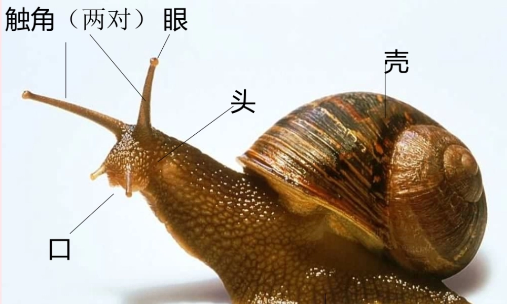 三年级科学上册 2.5《蚂蚁》课件（5） 教科版-教科版小学三年级上册自然科学课件